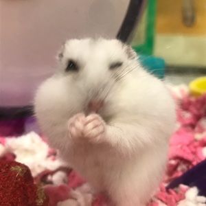 Meet your Posher, Tracy